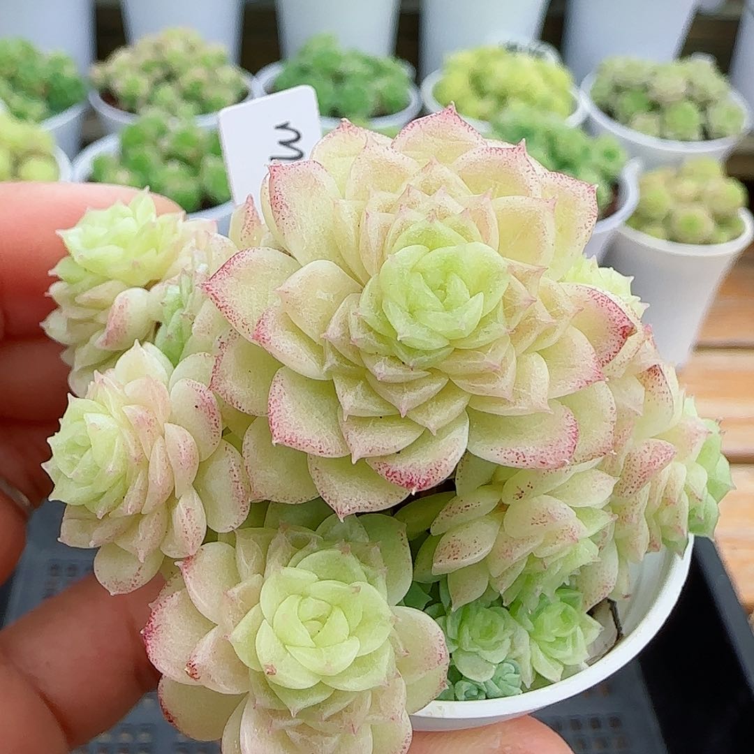 【闪购商品】0524-22（m1-455-2）