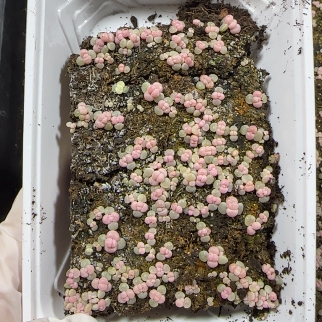 M***言338 号王者系列多肉一盒