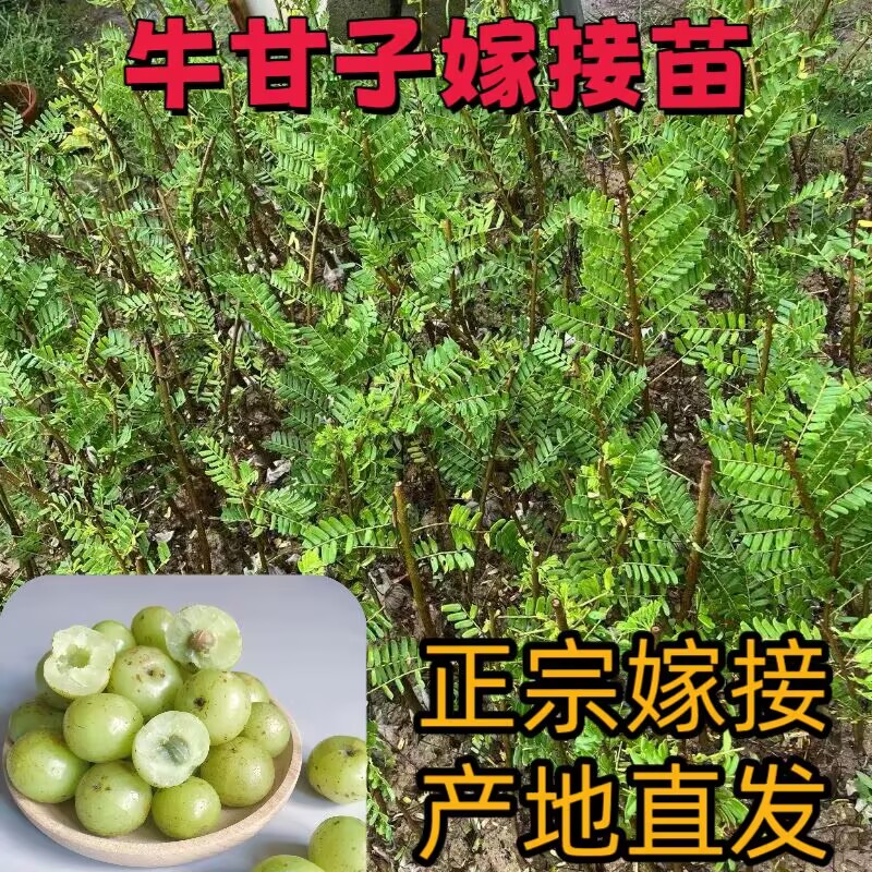 正宗牛柑果余甘果嫁接苗甜种油柑果崩坎南方种植橄榄柿饼盆栽地栽