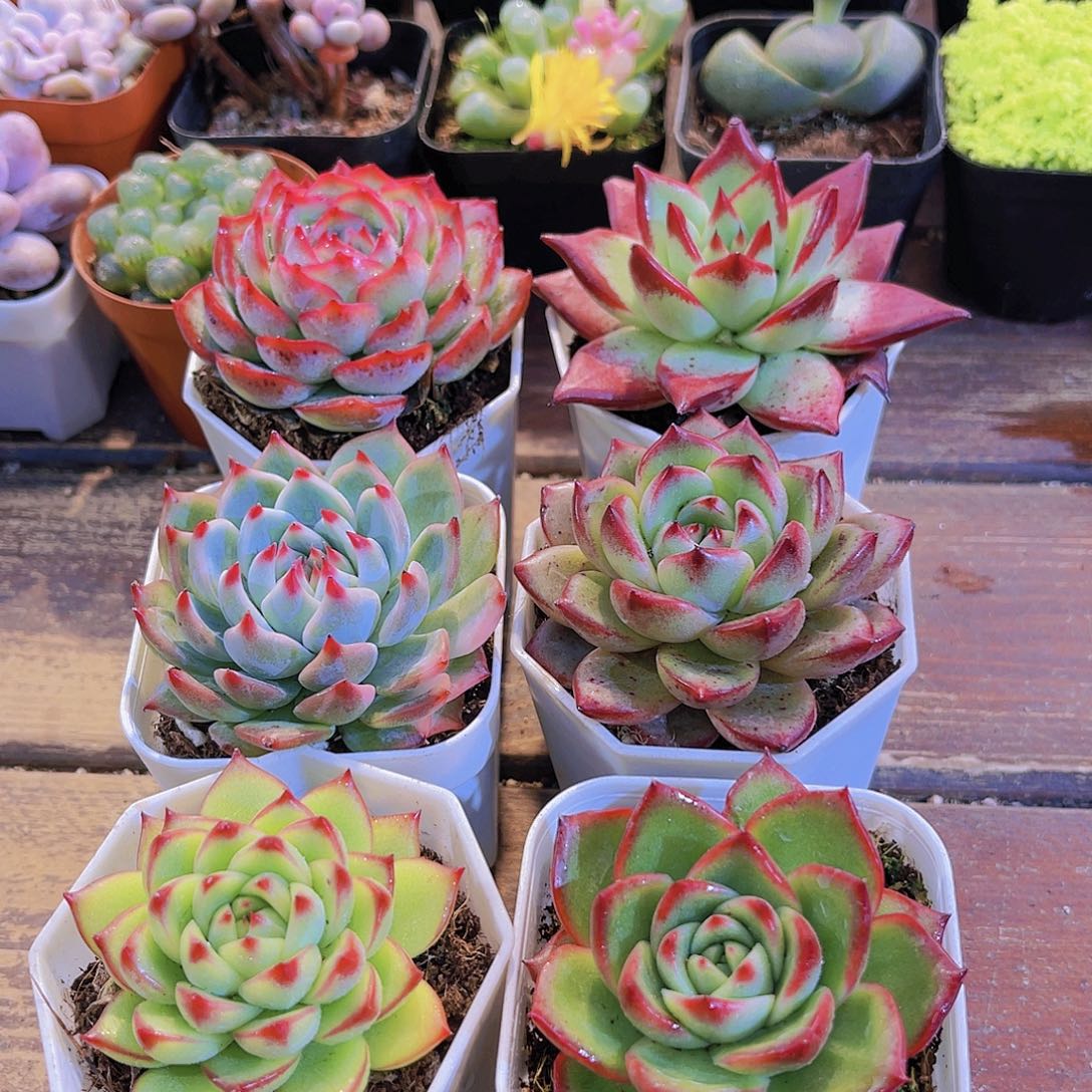 如图6盆带盆土福利套餐