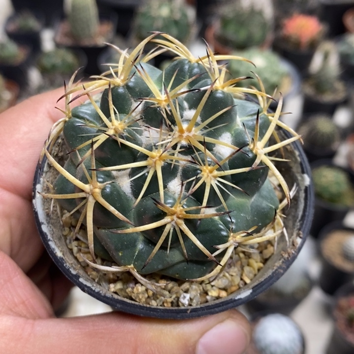 实生天丝象牙特价