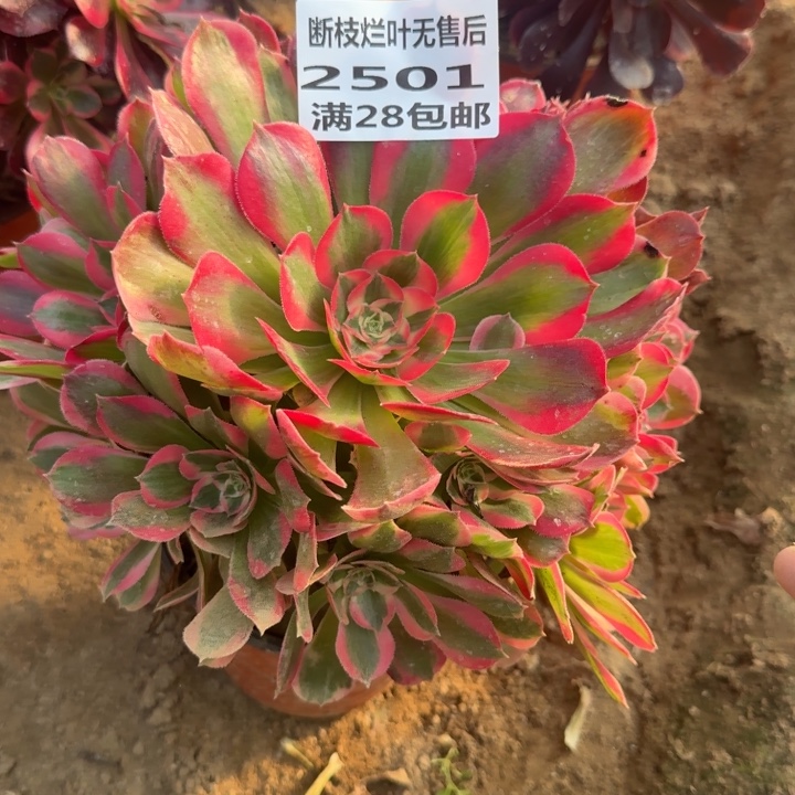 2501二号棚妖月多肉A