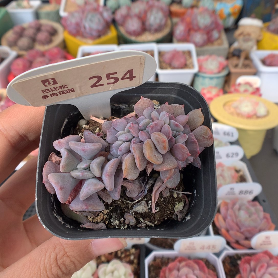 254雪精灵缀多肉植物