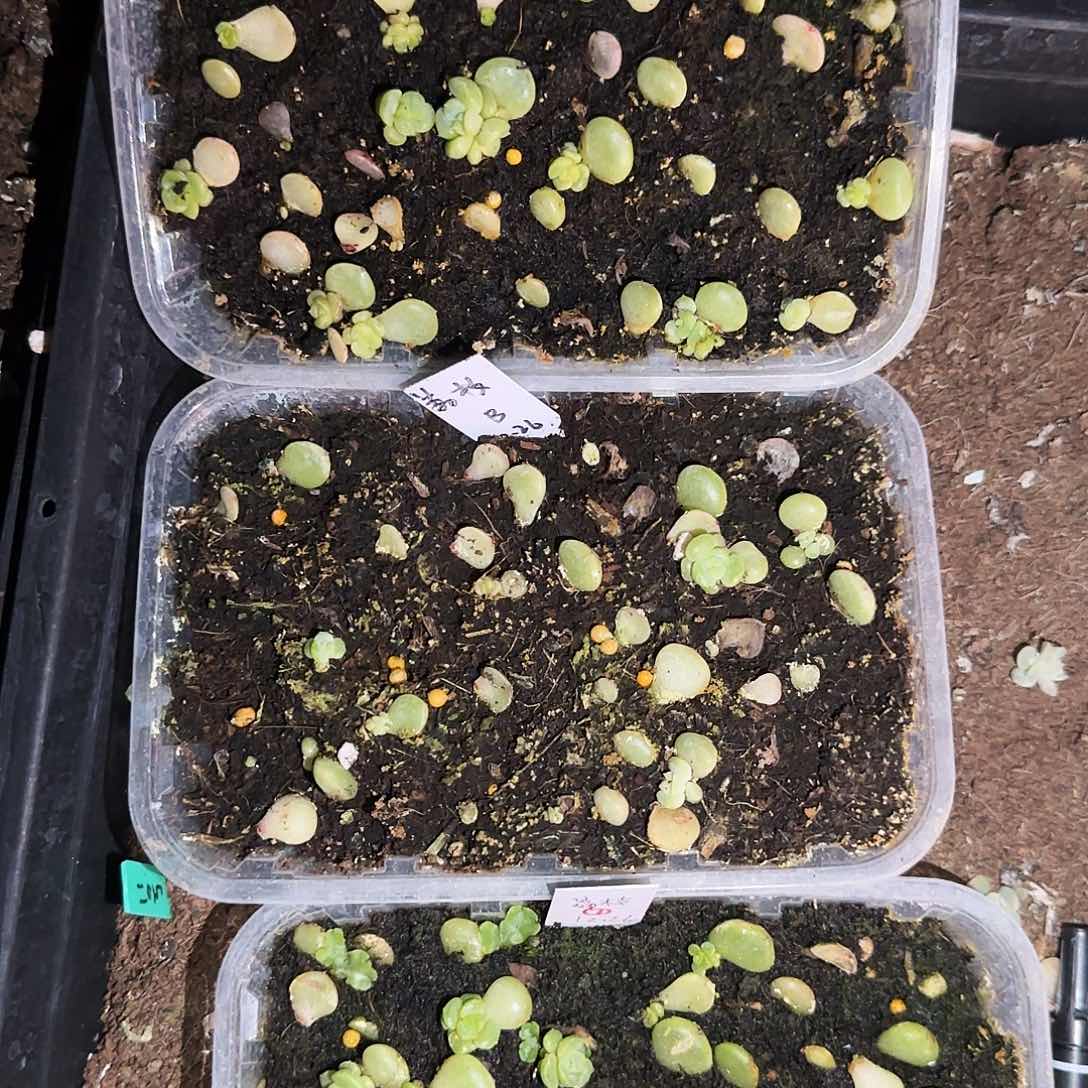 荔枝切糕芝麻一个满25包邮