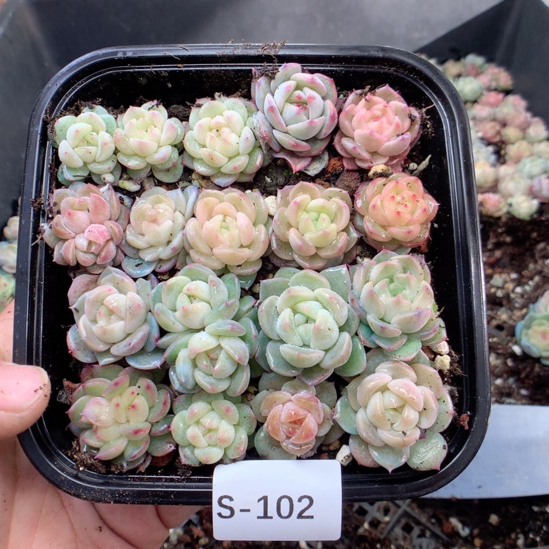 无花朵S102月英语英语