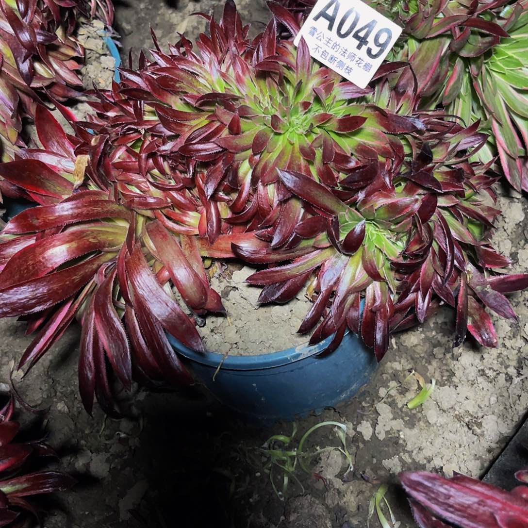 法师法师28-44包邮法师