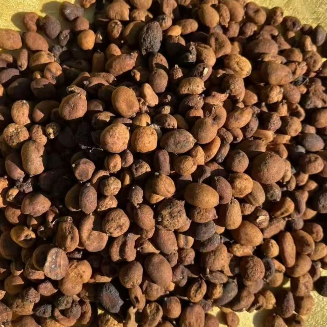 云南深山 地下明珠参、落地珍珠 传统滋补农产品