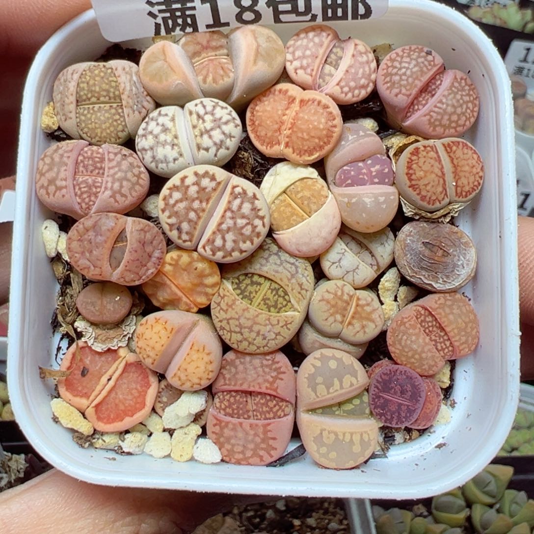 【闪购商品】1243……