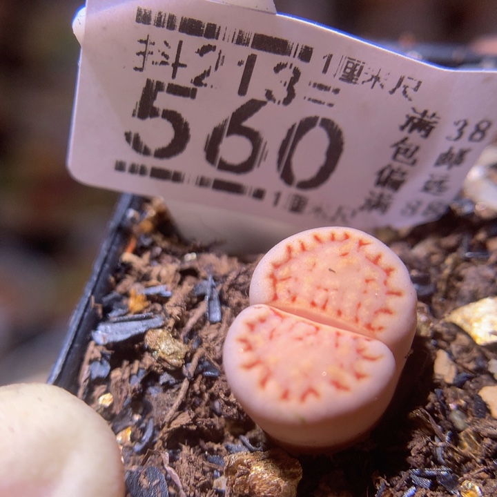 精品生石花213.560