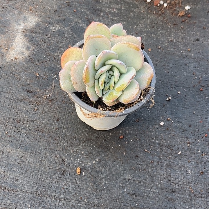 哼***哈多肉植物奶茶缀化