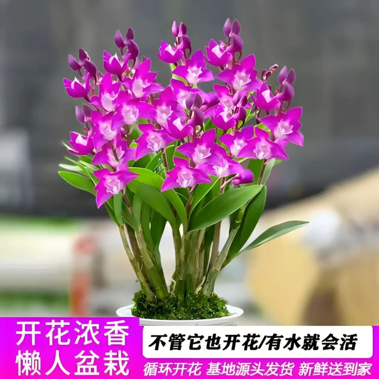 金边澳洲香水石斛兰盆栽好养花卉适合客厅阳台新手懒人好养