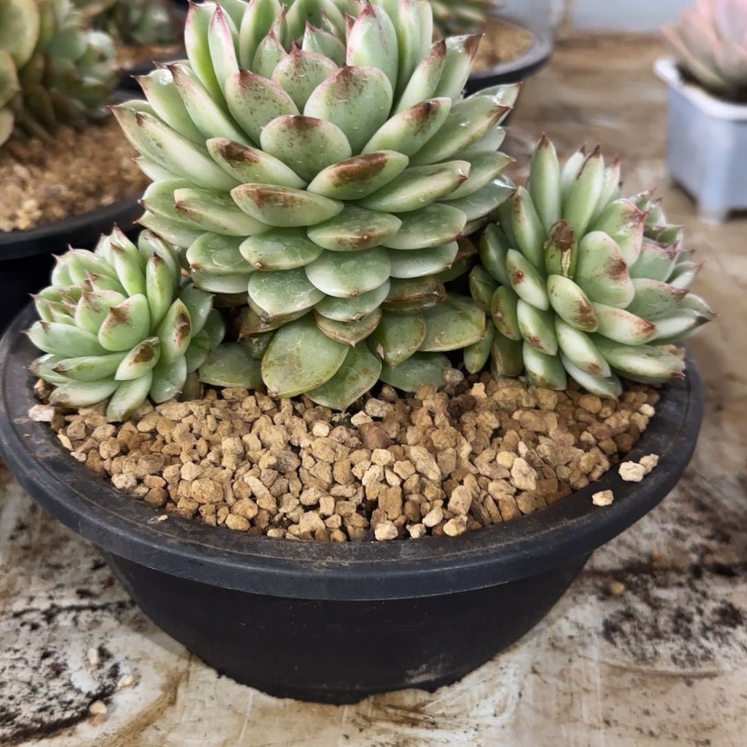 佳*乐181黑水晶锦多肉植物