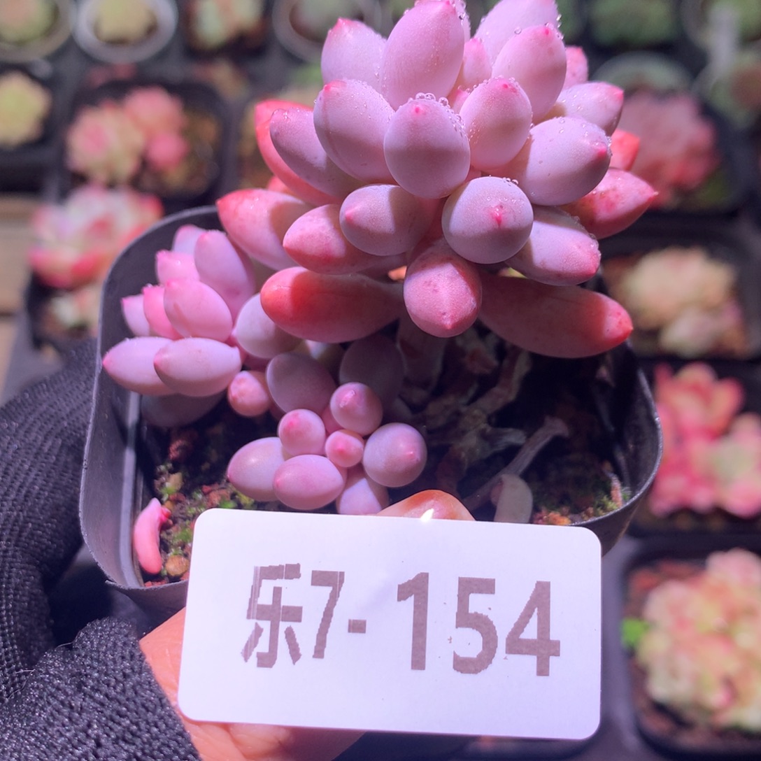 乐然 7-154 婴儿手指 