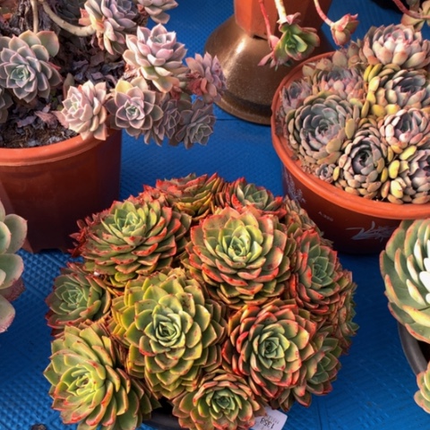 z**v1358贝拉多娜多肉