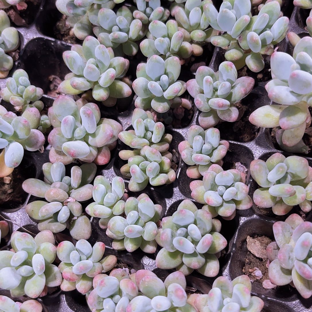 小穴苗芒果奶多肉植物