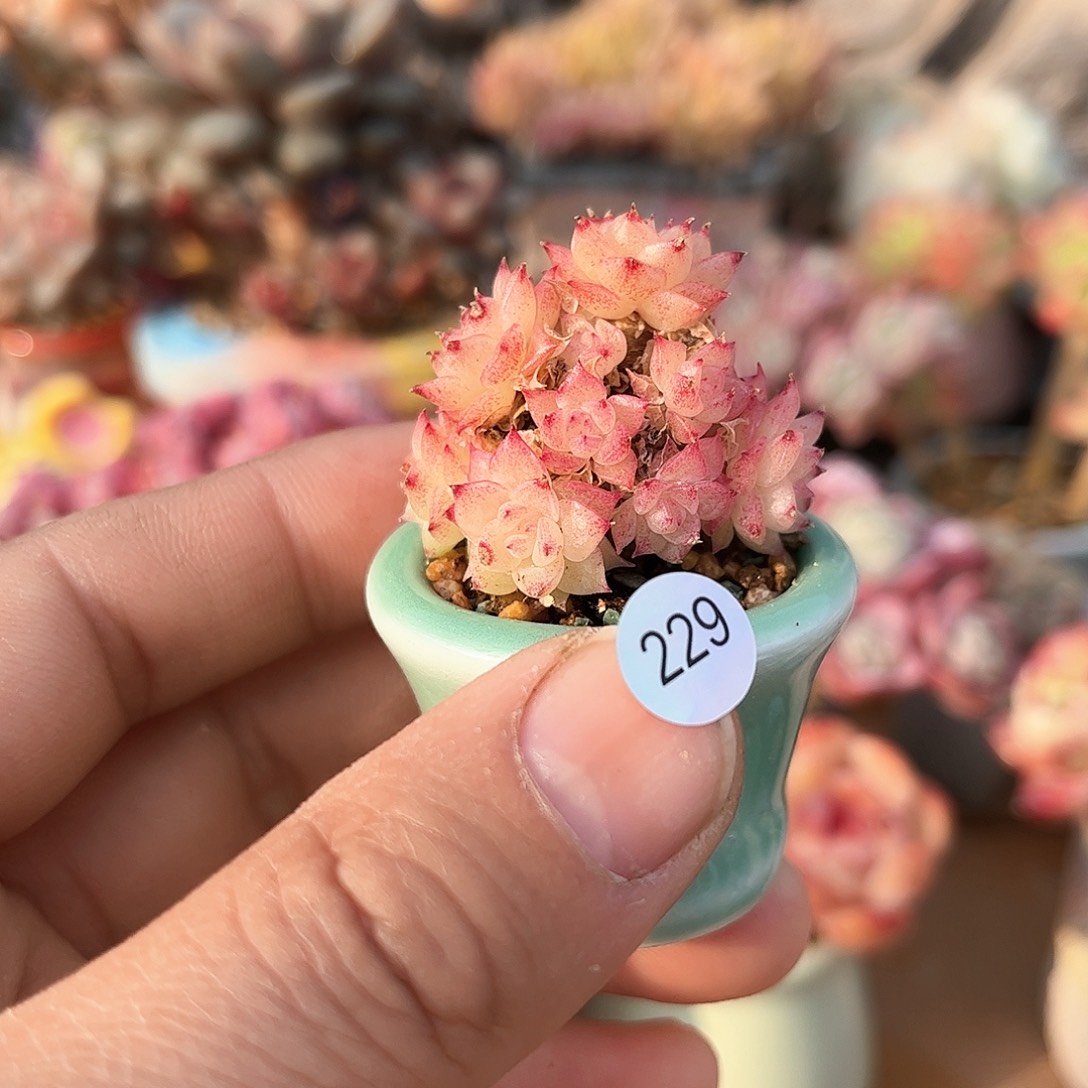 229 含盆含土发货 30包邮偏远除外