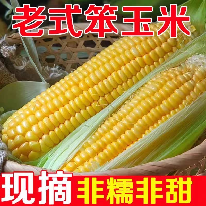 【笨玉米棒子】 老玉米 天然种植 不催熟 自然成熟 老味道 拍6根发8根北京市