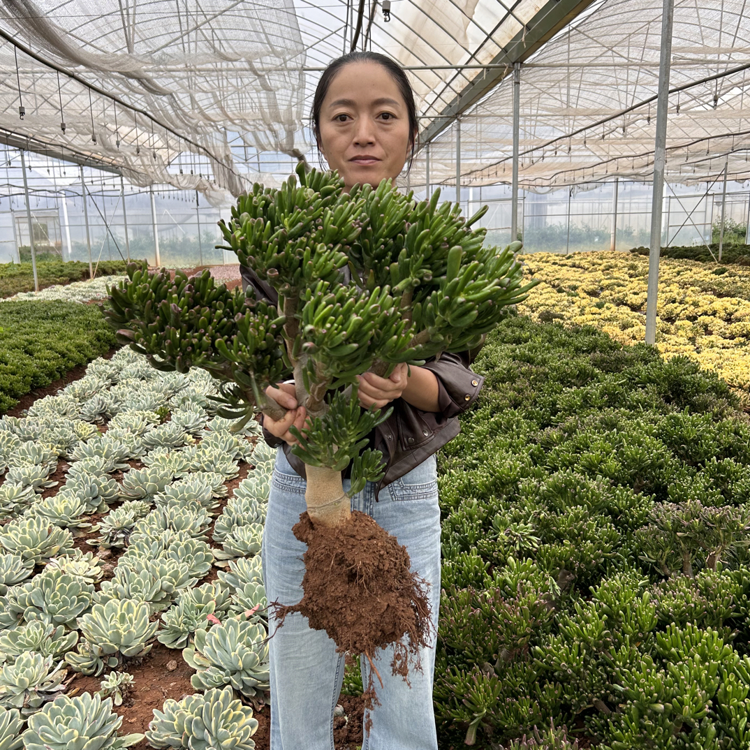 地栽巨无霸吸财树多肉植物
