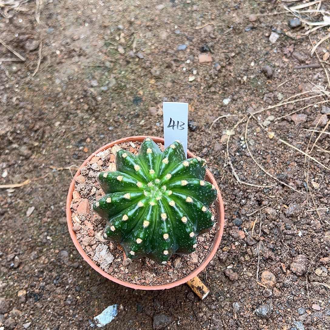 Ys413自根球7.5公分左右