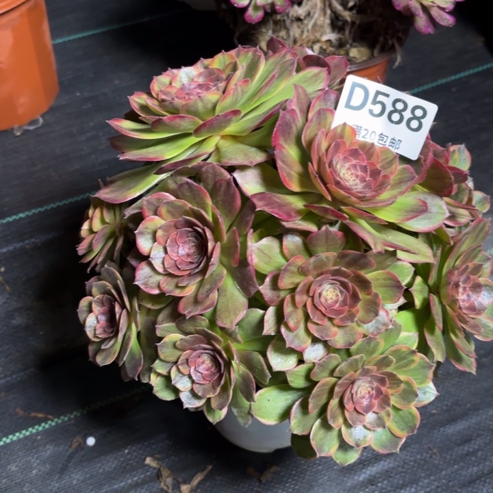 瑞妈一物一拍588