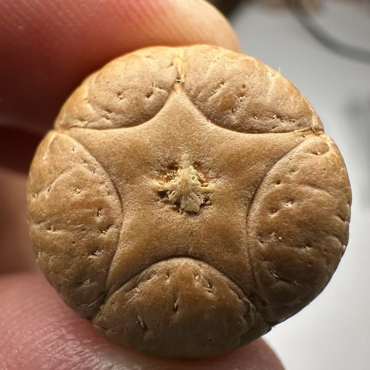 尼泊尔五星菩提，尺寸19，sss系列，货号88