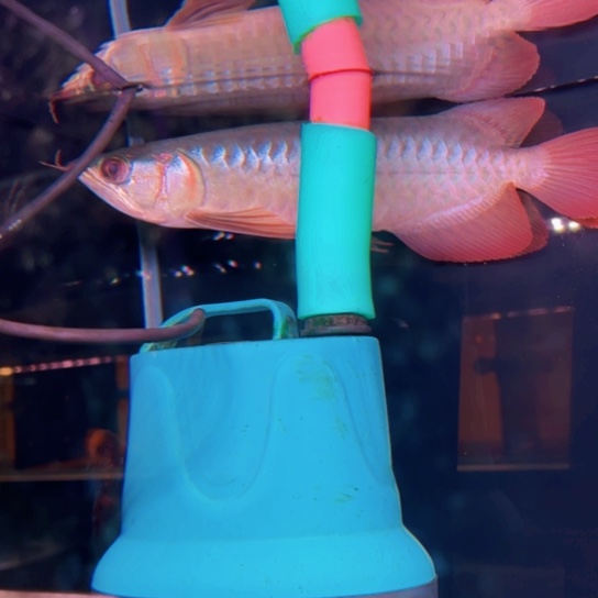 青***豆龙鱼瑕疵红龙 运输报损 入缸不包