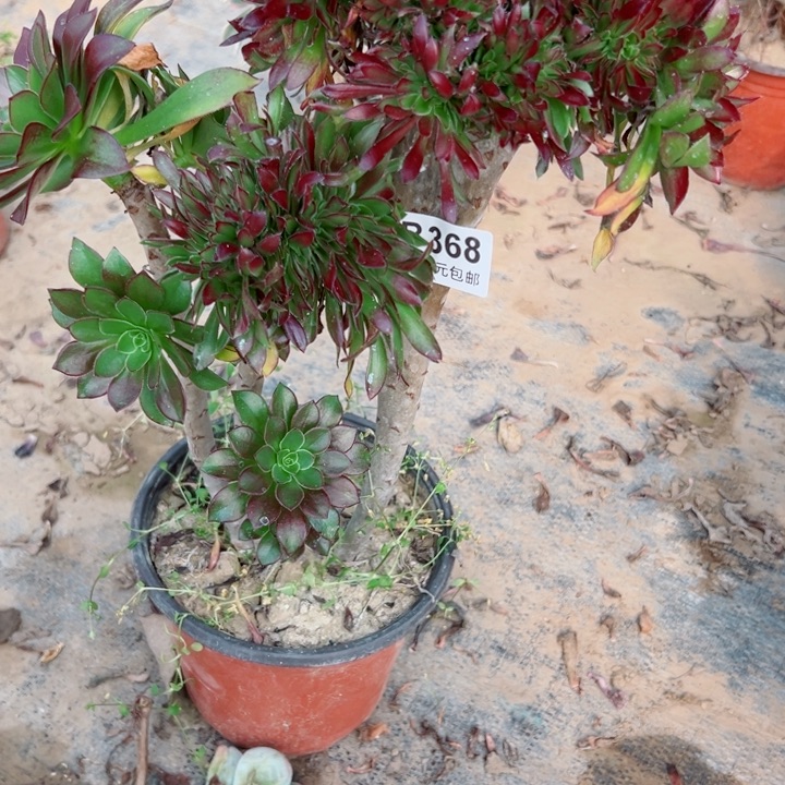 368黑缀多肉植物