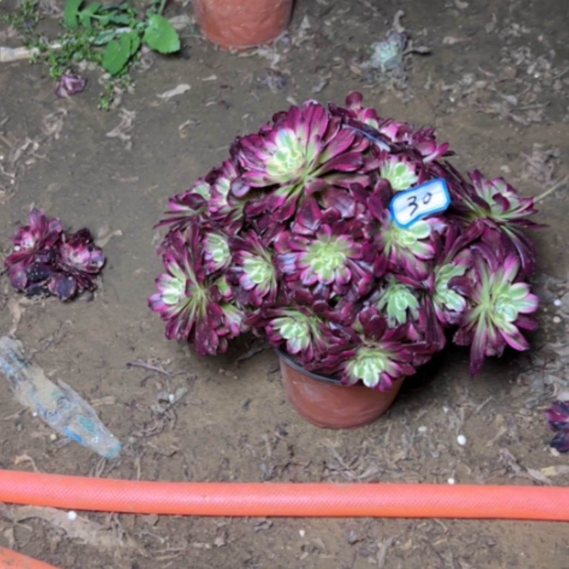 【闪购商品】多肉植物舞天姬30