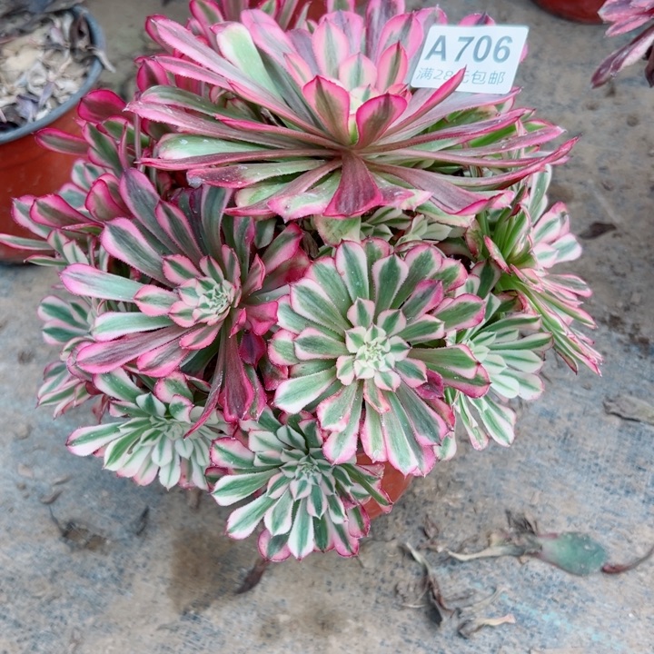 406铜白多肉植物