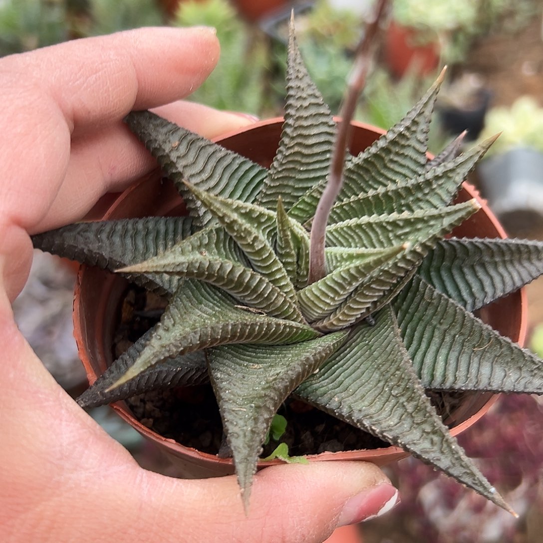 多肉植物琉璃殿单头