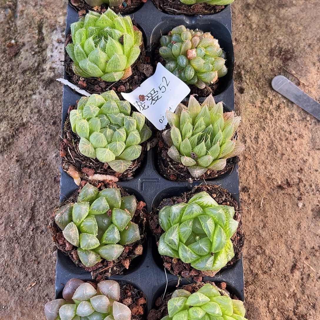 直播福利一物一拍52