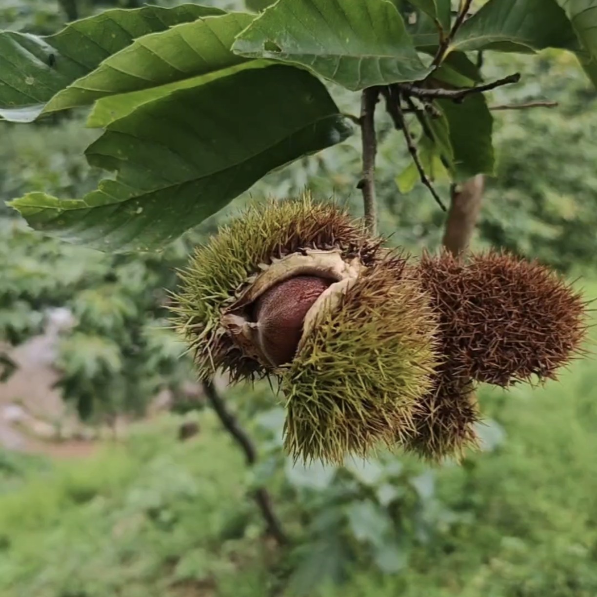 陕西紫阳新鲜高山板栗现摘现发好剥皮粉面香糯