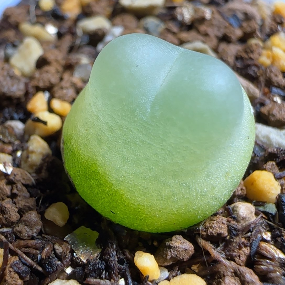 多肉植物拉登开炸169号