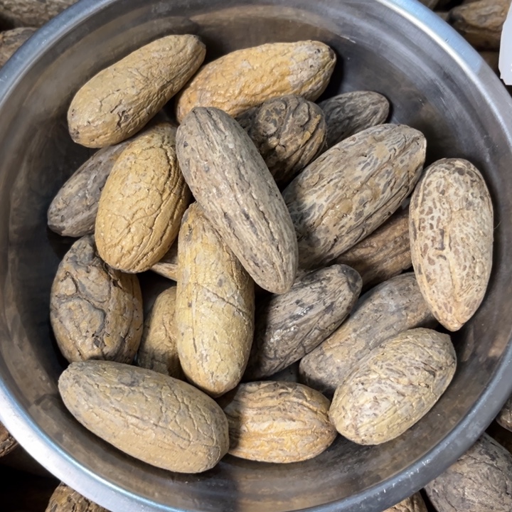 吊坠千眼菩提青眼菩提45号一盆