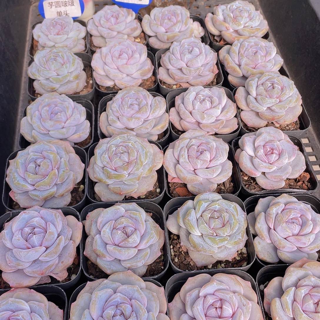 量拍9号 芋圆啵啵单头一个