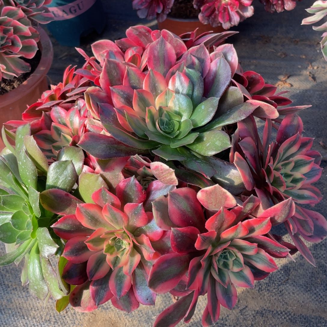 940红粉佳人精品法师老桩