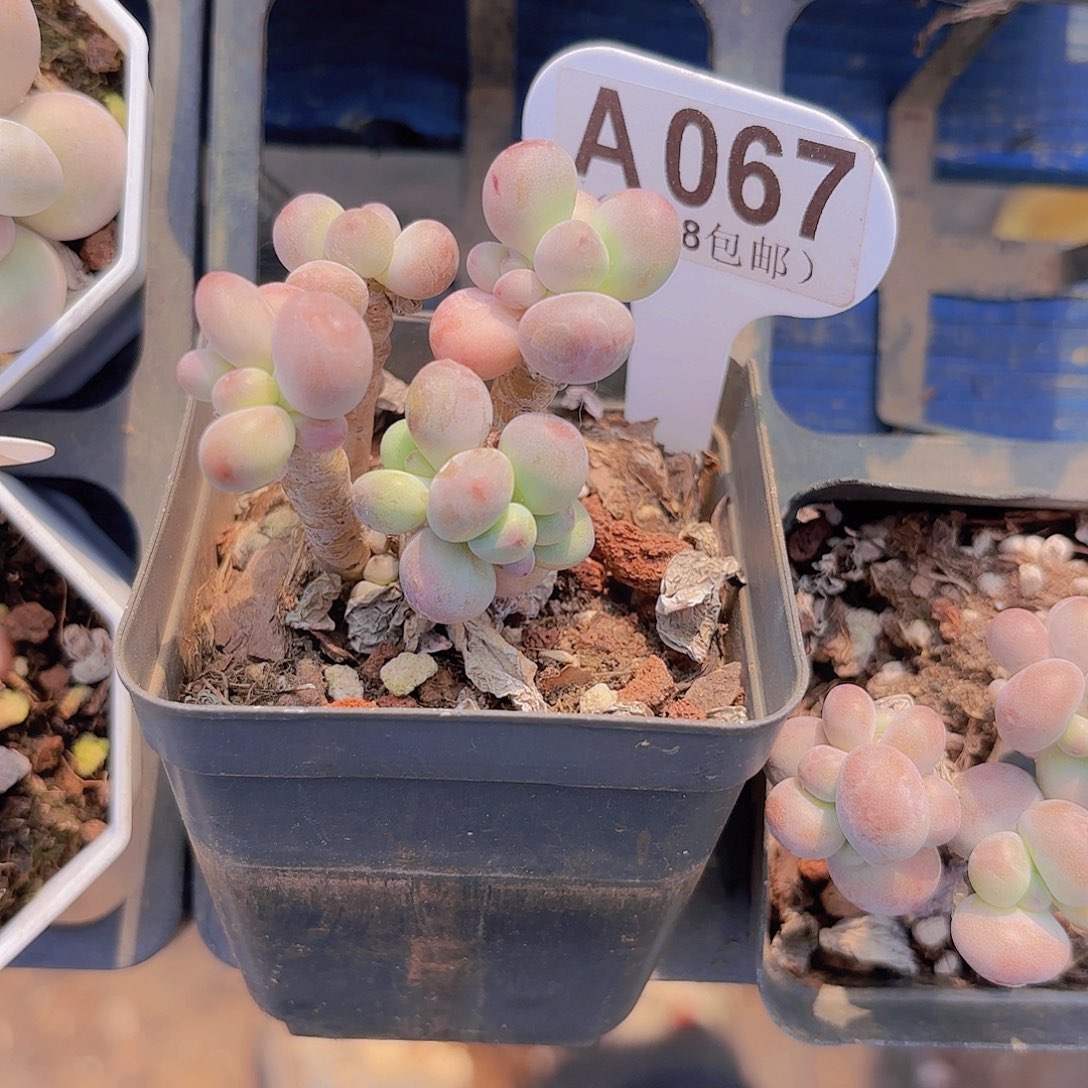 A067苹果奶一物一拍