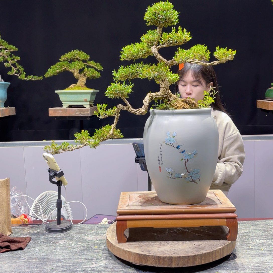 四季常青老桩黄杨盆景