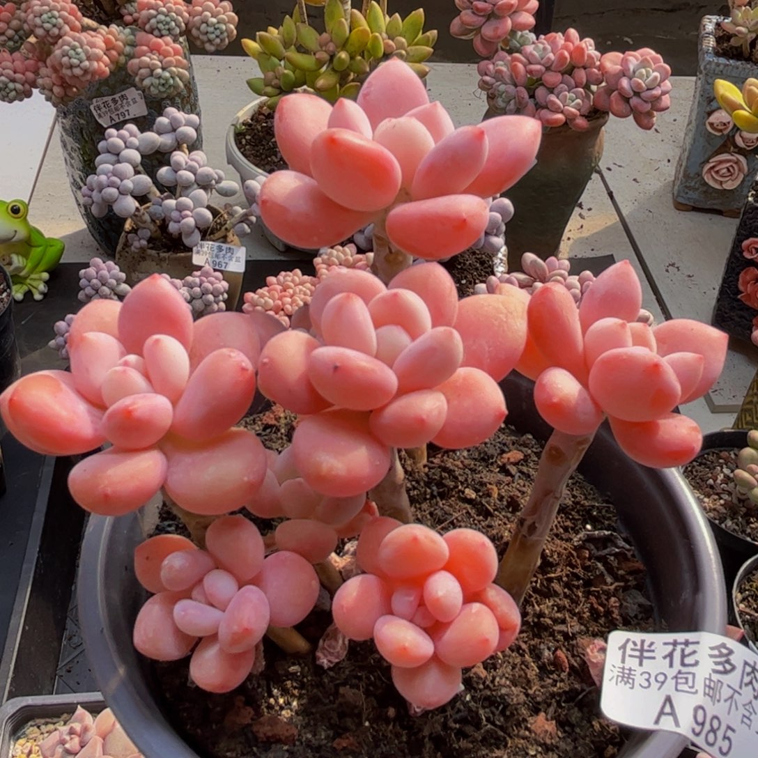 嘿***985樱花洛神10cm多肉植物