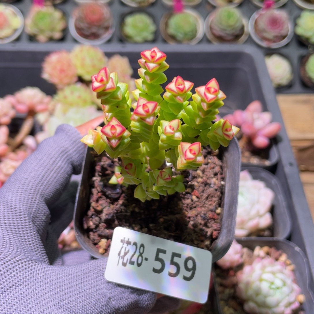 花利美28-559小米星