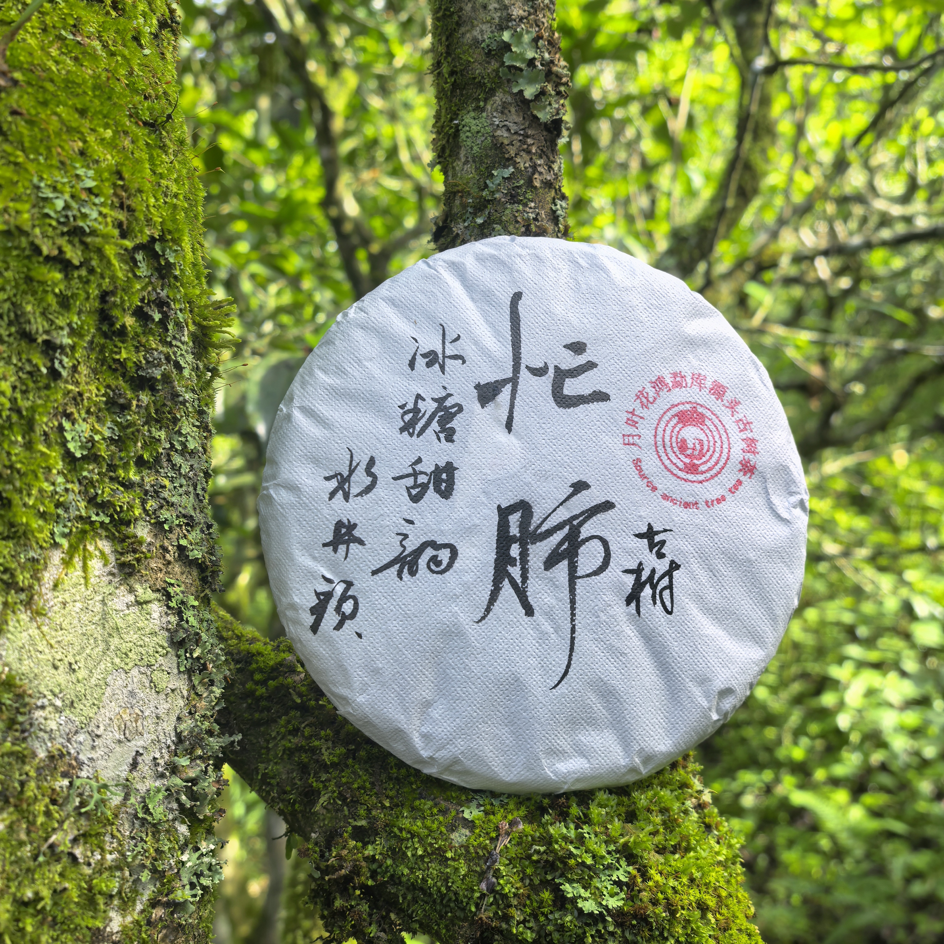 24年忙肺水井头古树春茶普洱茶生茶饼茶