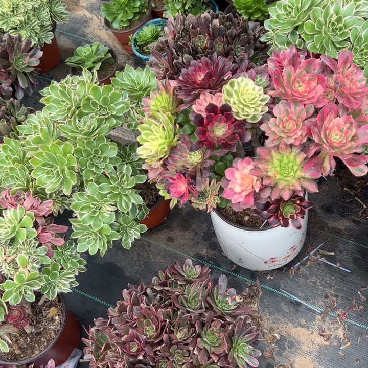 69嫁接多肉多肉多肉多肉