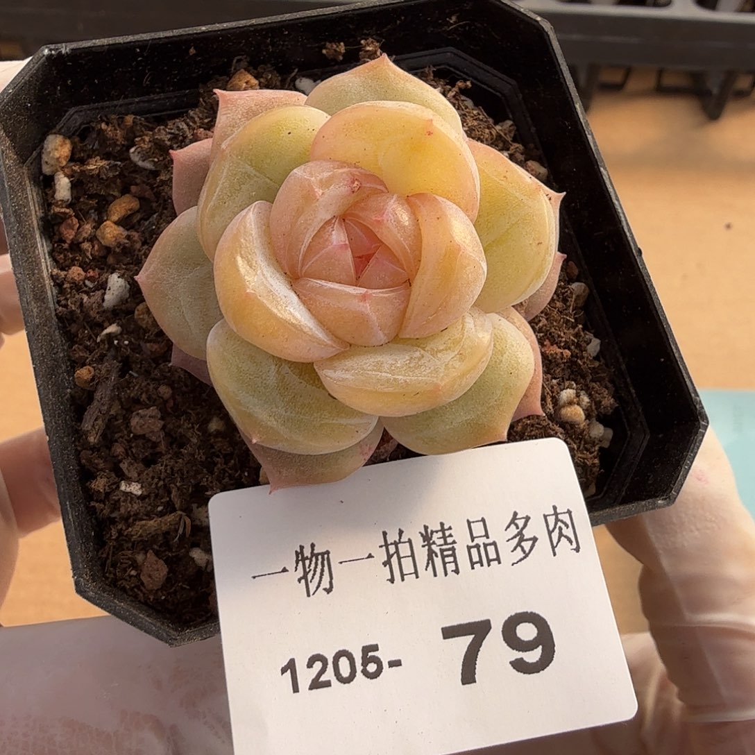 1205-79单颗多肉一物一拍
