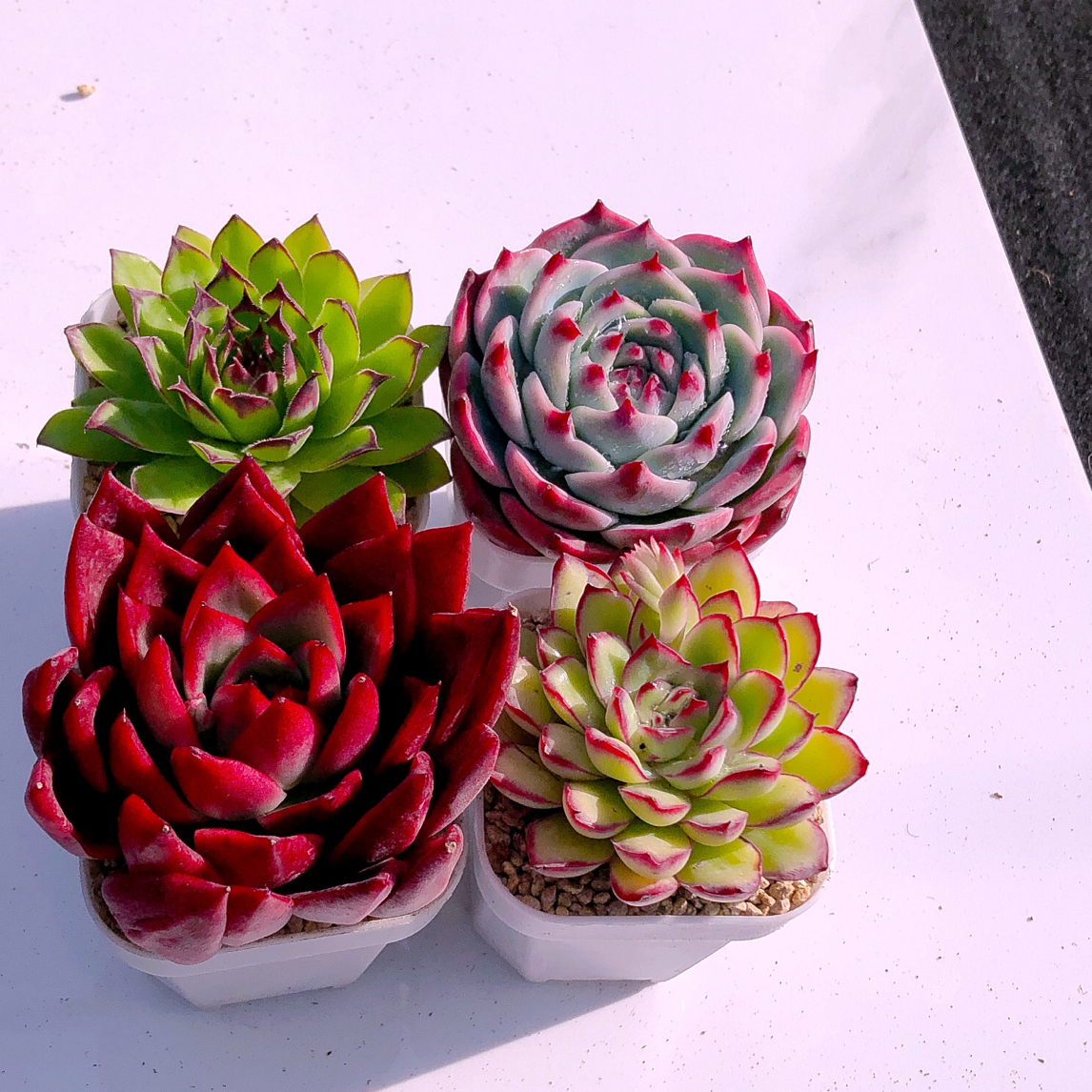 多肉植物观音莲红东云灵隐水蜜桃送盆土32