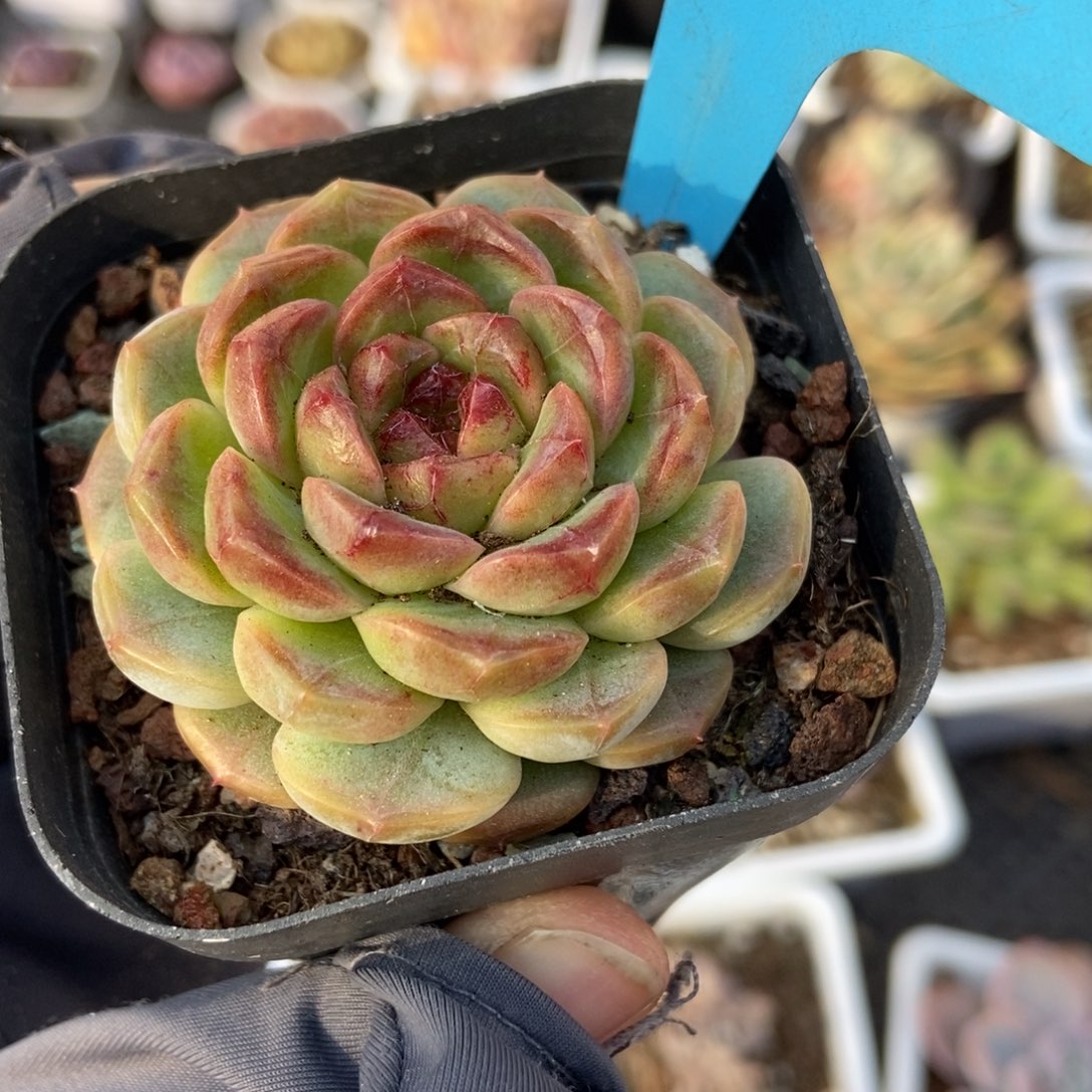 19糖果 珍妮多肉植物