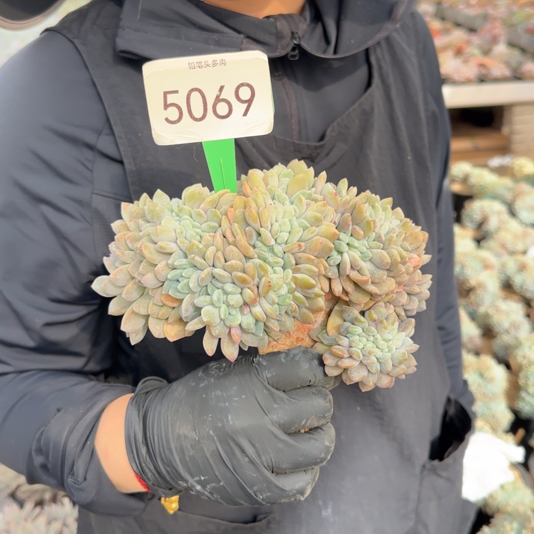 小***儿5069。       冰橙缀多肉