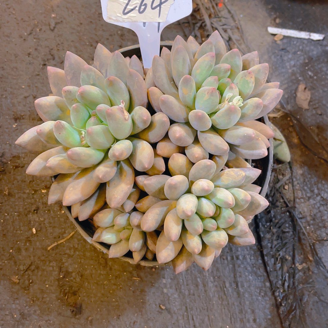 红蜻蜓00000000264