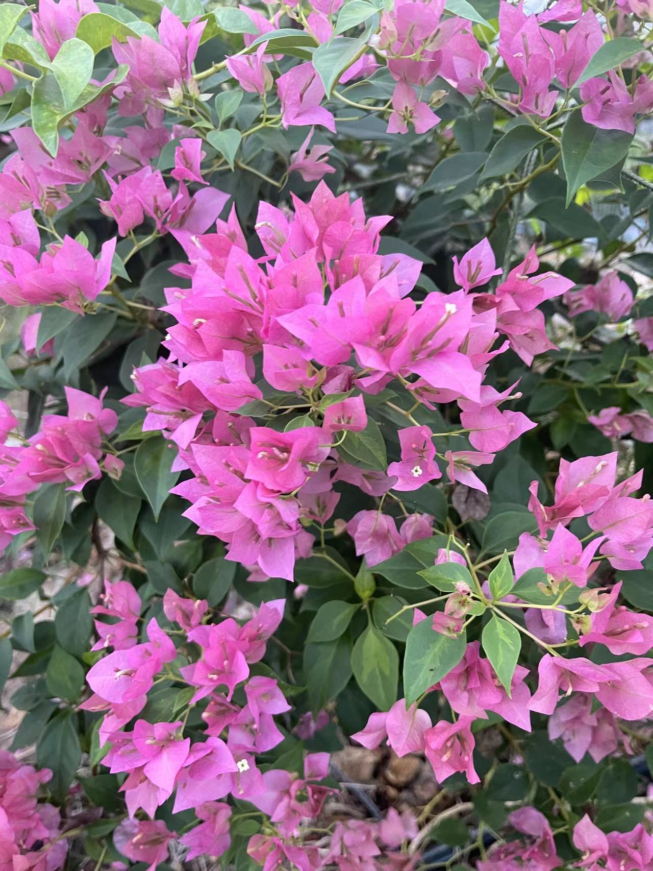 佰梅园 暗斑水晶三角梅扦插袋苗