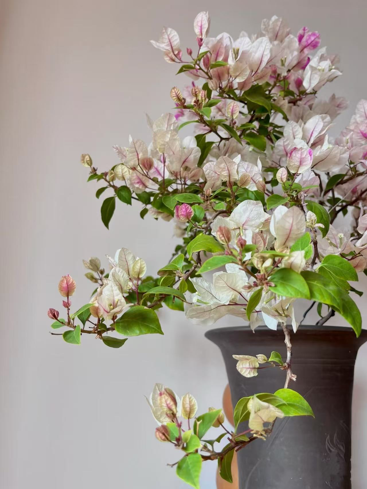 予你（19）七彩三角梅云南基地直发直播间一物一拍三角梅带花苞发货