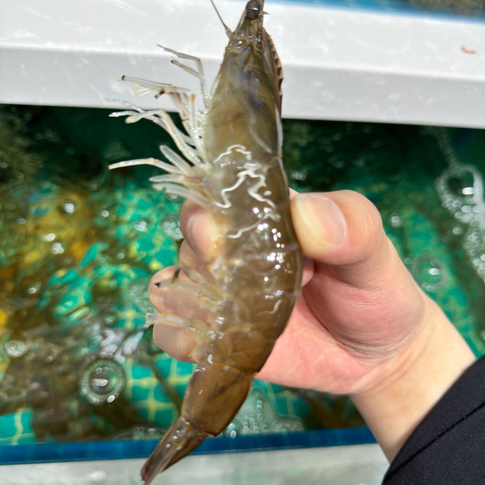 海水大虾三斤巴掌大小